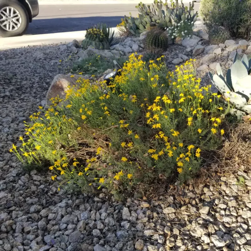 Damianita Thrives Along Hot Driveway Edges Damianita Thrives Along Hot Driveway Edges