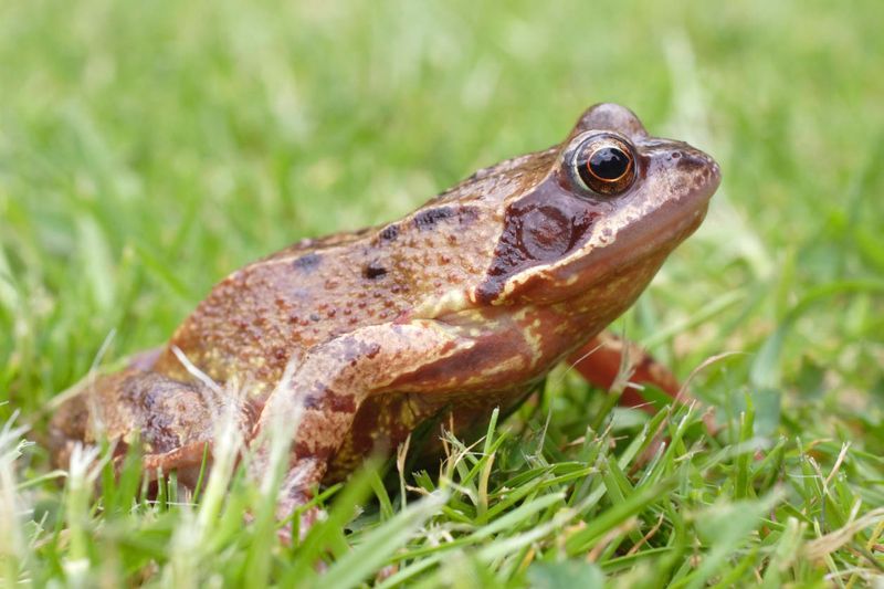 Damp Beds Keep Frogs And Other Prey Close By