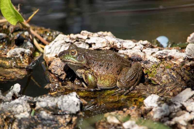 Damp Hiding Spots Offer Relief Between Storms Damp Hiding Spots Offer Relief Between Storms