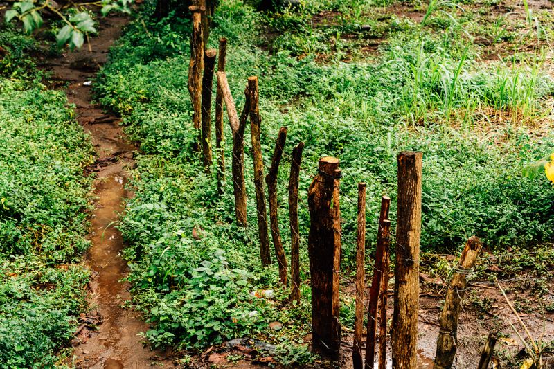 Damp Soil Close To Fences And Trees Damp Soil Close To Fences And Trees