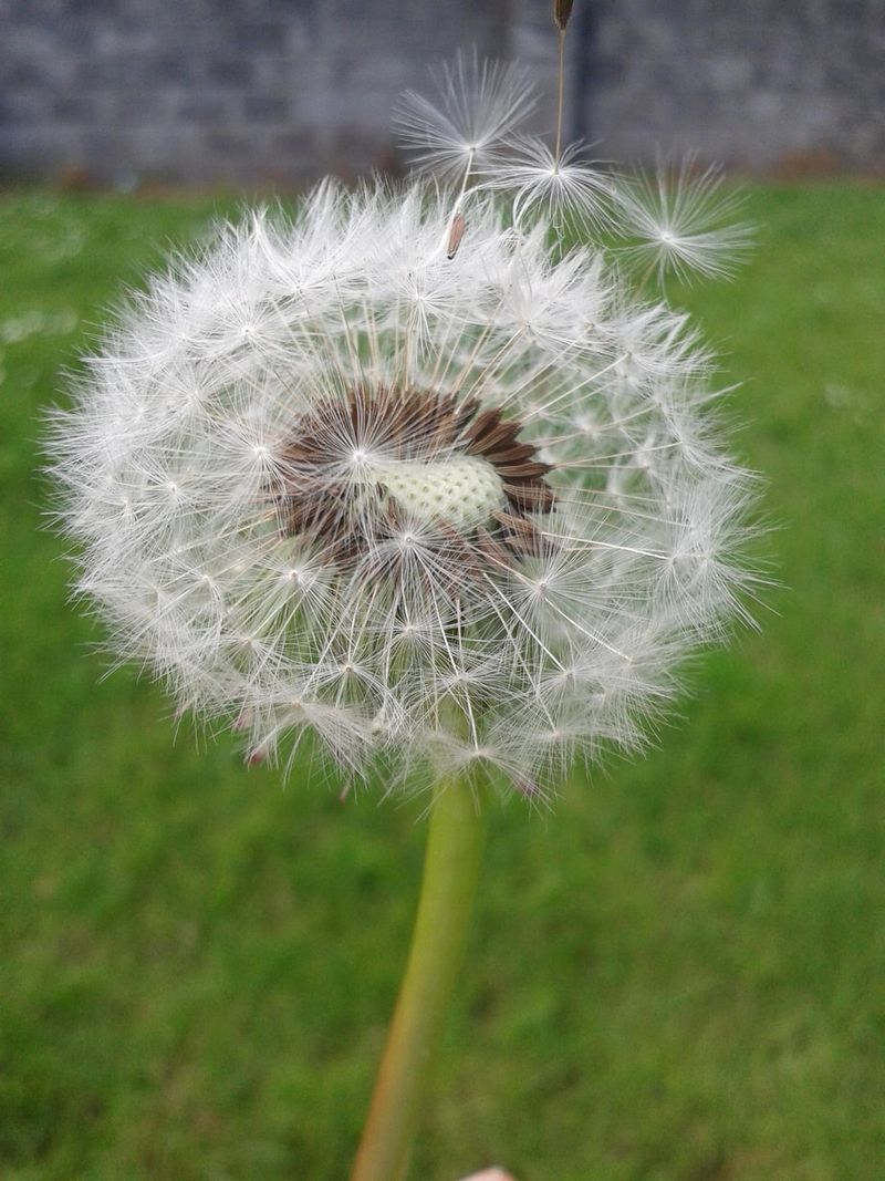 Dandelions Scatter Seeds Before You Notice
