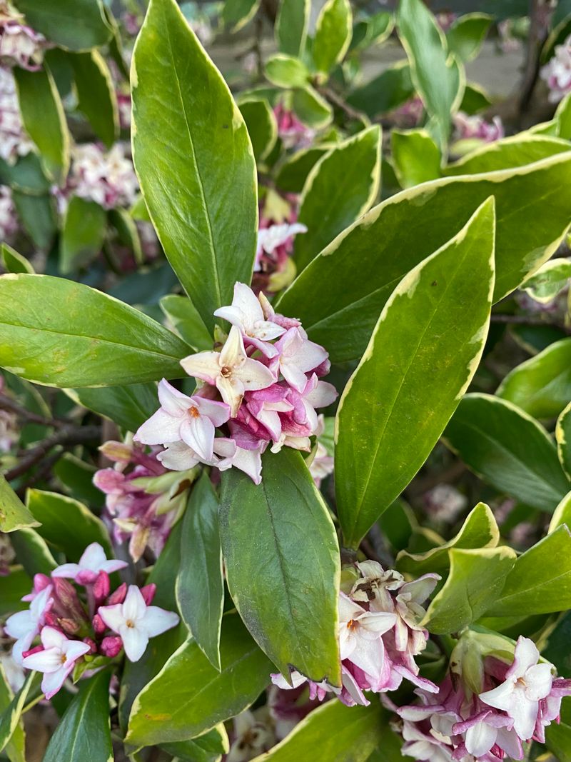 Daphne Responds Poorly To Heavy Late-Summer Pruning Daphne Responds Poorly To Heavy Late-Summer Pruning