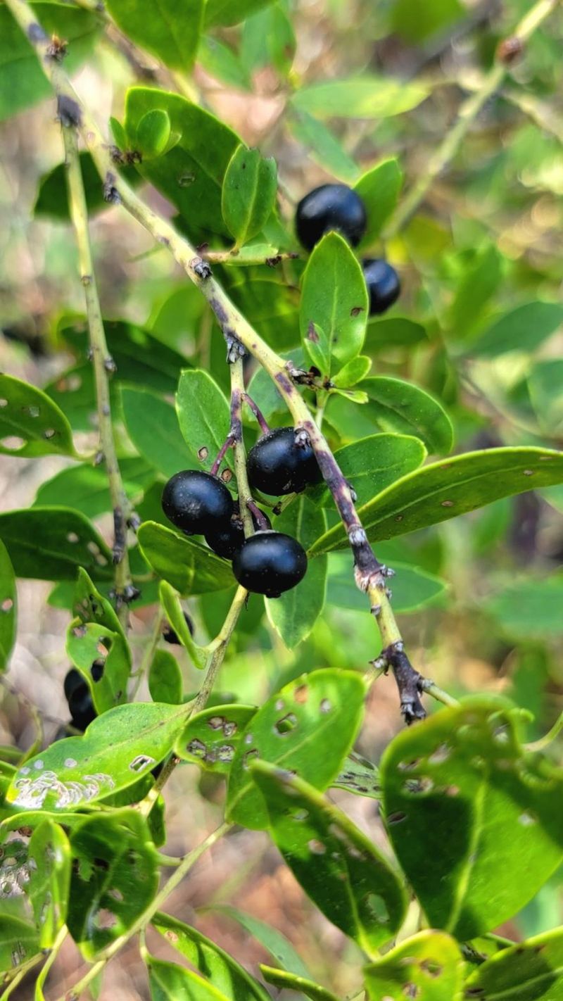 Dark Berries Add Interest In The Fall