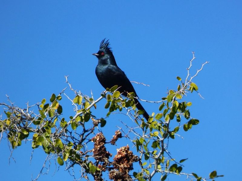 Dark Berries Are Often What Bring This Bird Back