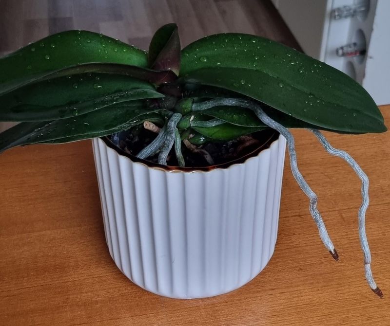 Dark Green Leaves Can Be The First Clue Blooms Are In Trouble Dark Green Leaves Can Be The First Clue Blooms Are In Trouble