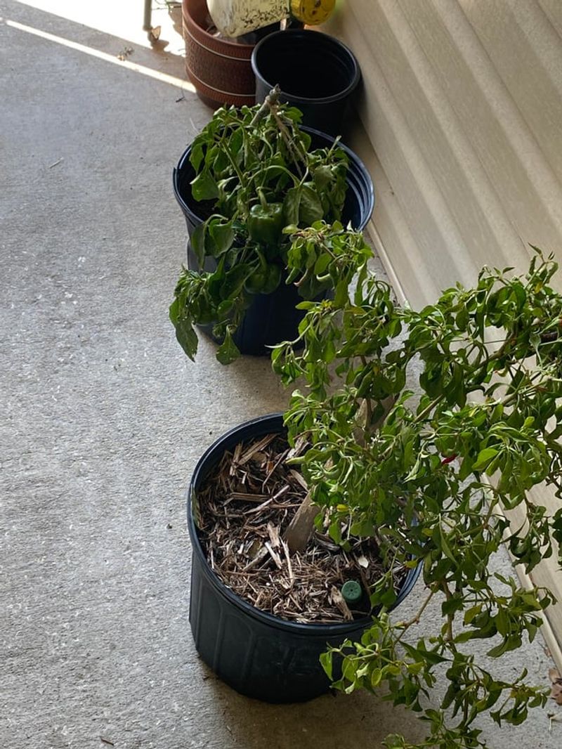 Dark Pots Can Overheat The Root Zone