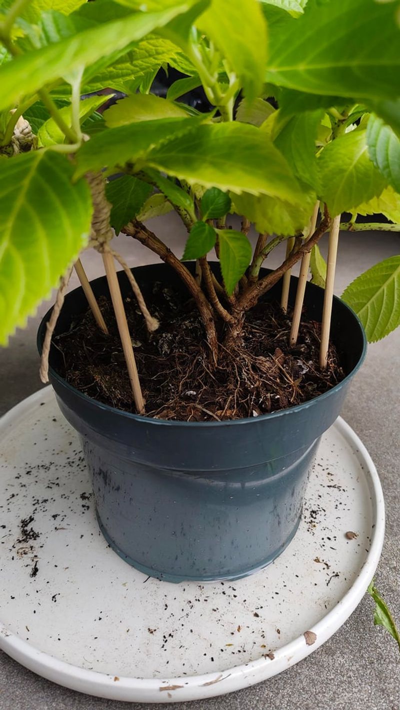 Dark Pots Pull Heat Straight Into The Root Zone