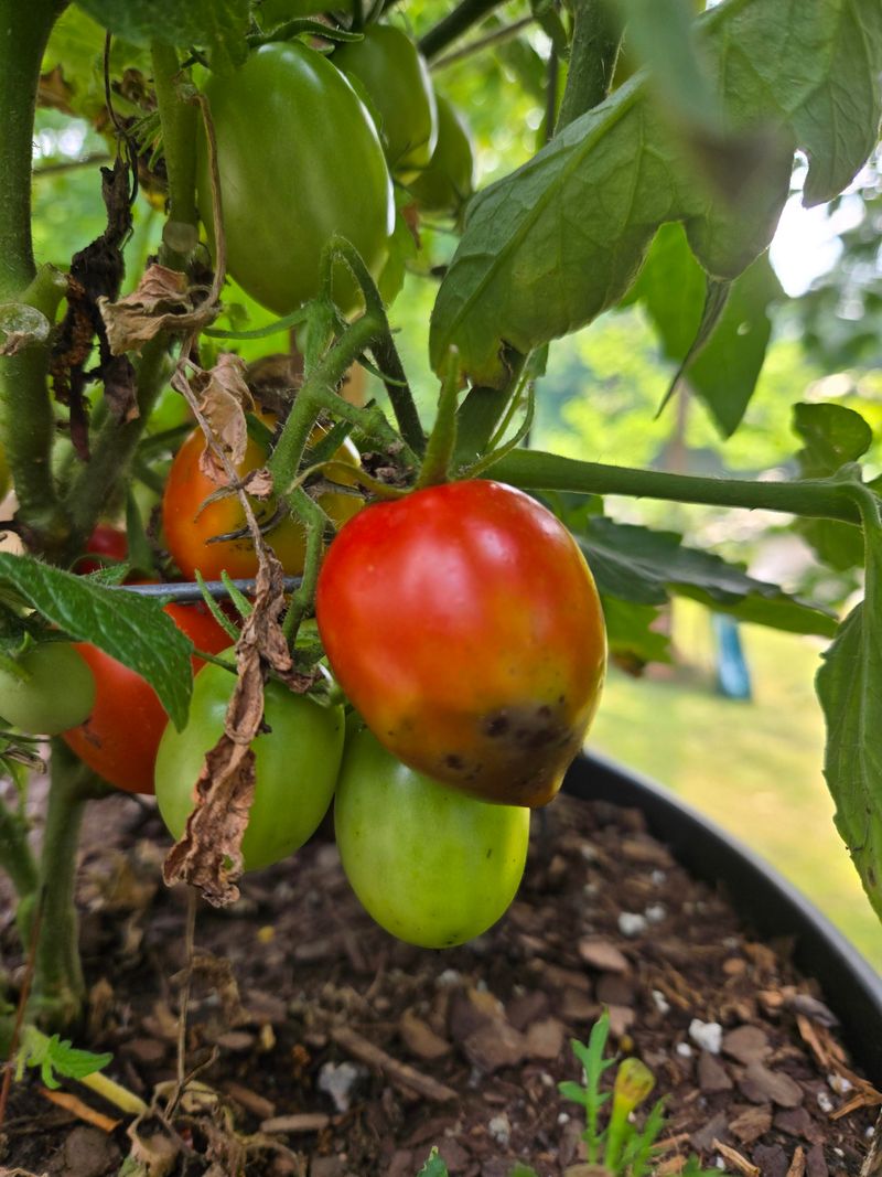 Dark Sunken Spots Forming On Fruit Bottoms Dark Sunken Spots Forming On Fruit Bottoms