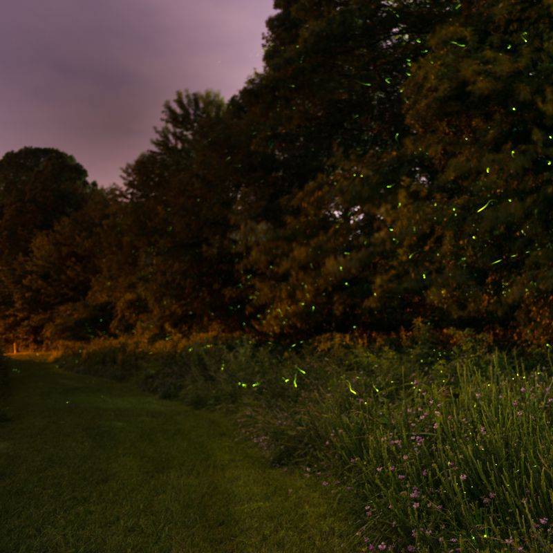 Darker Yards Make It Easier For Fireflies To Signal Darker Yards Make It Easier For Fireflies To Signal