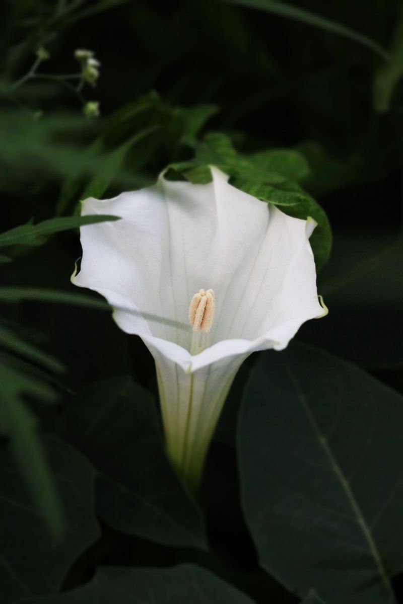 Datura