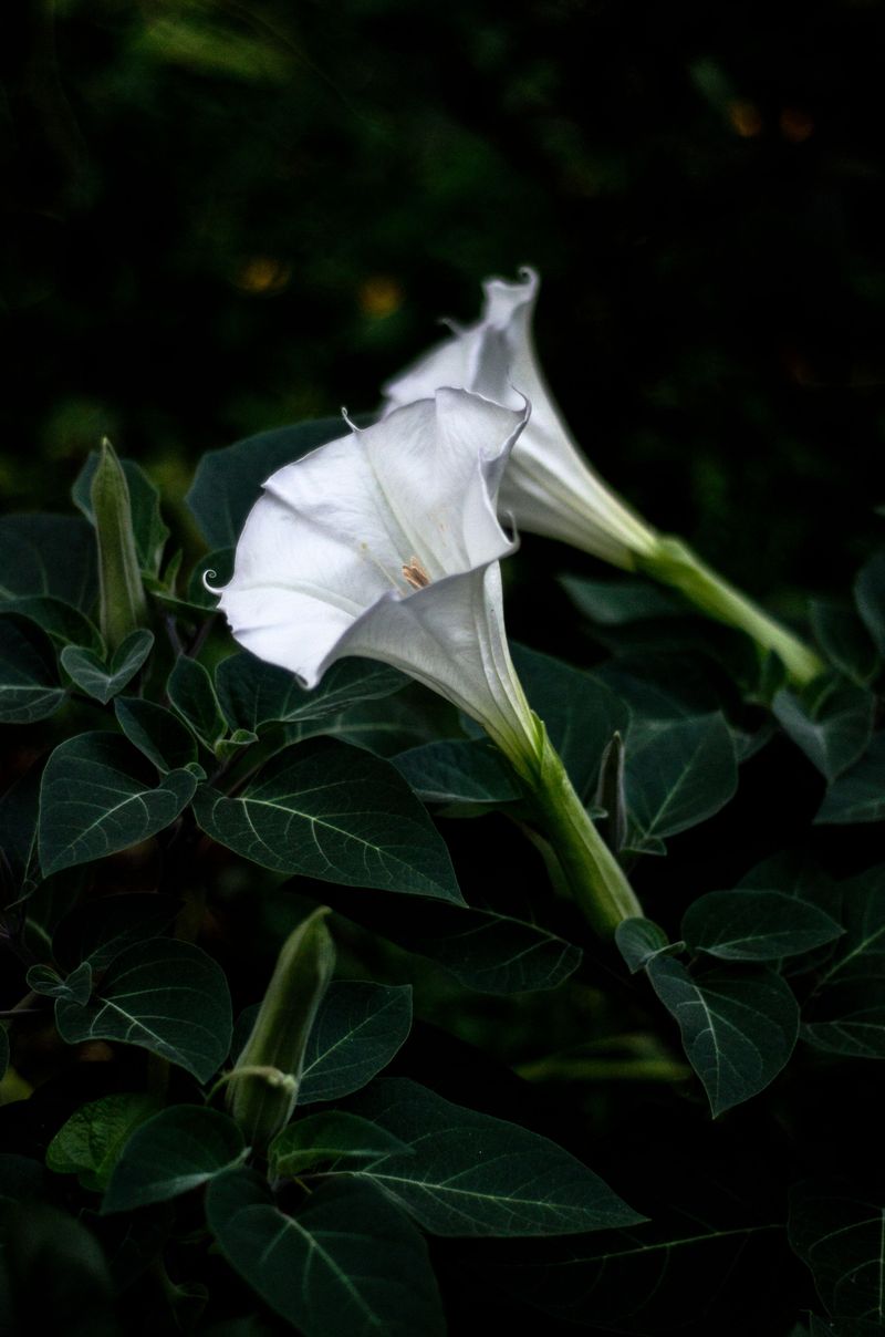 Datura Datura