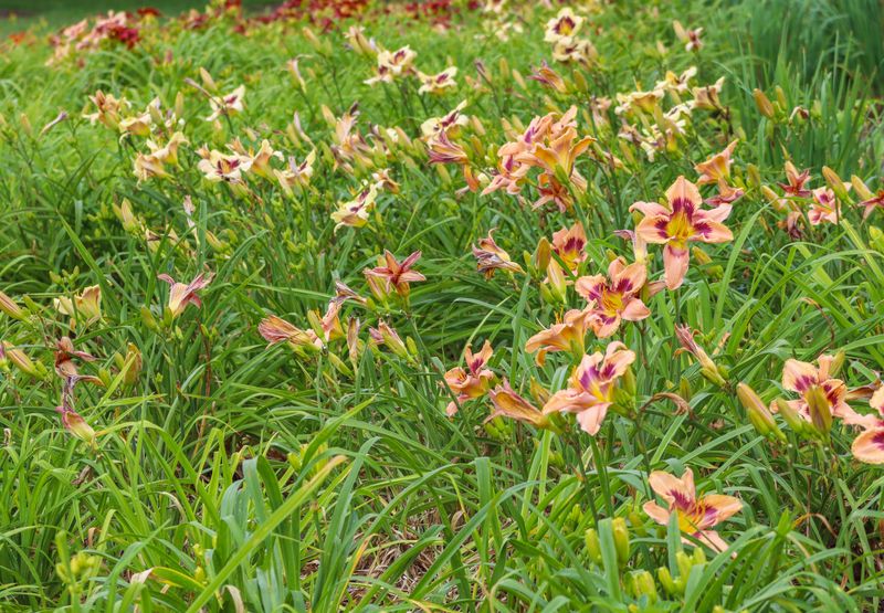 Daylilies Daylilies