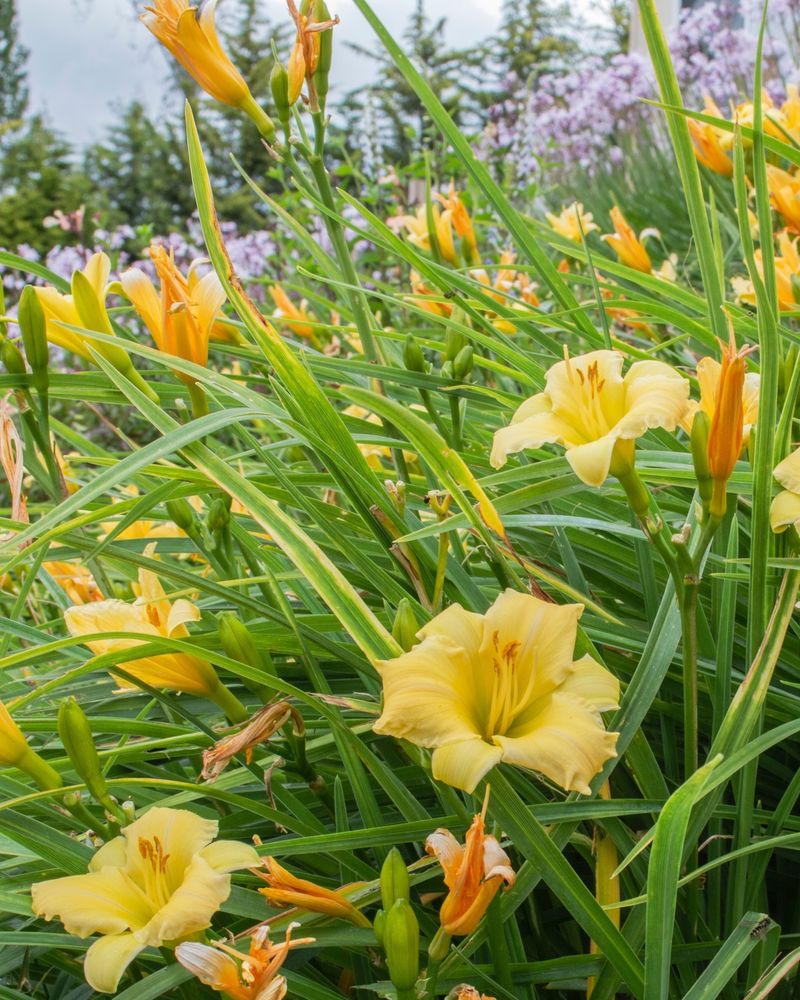 Daylilies Daylilies