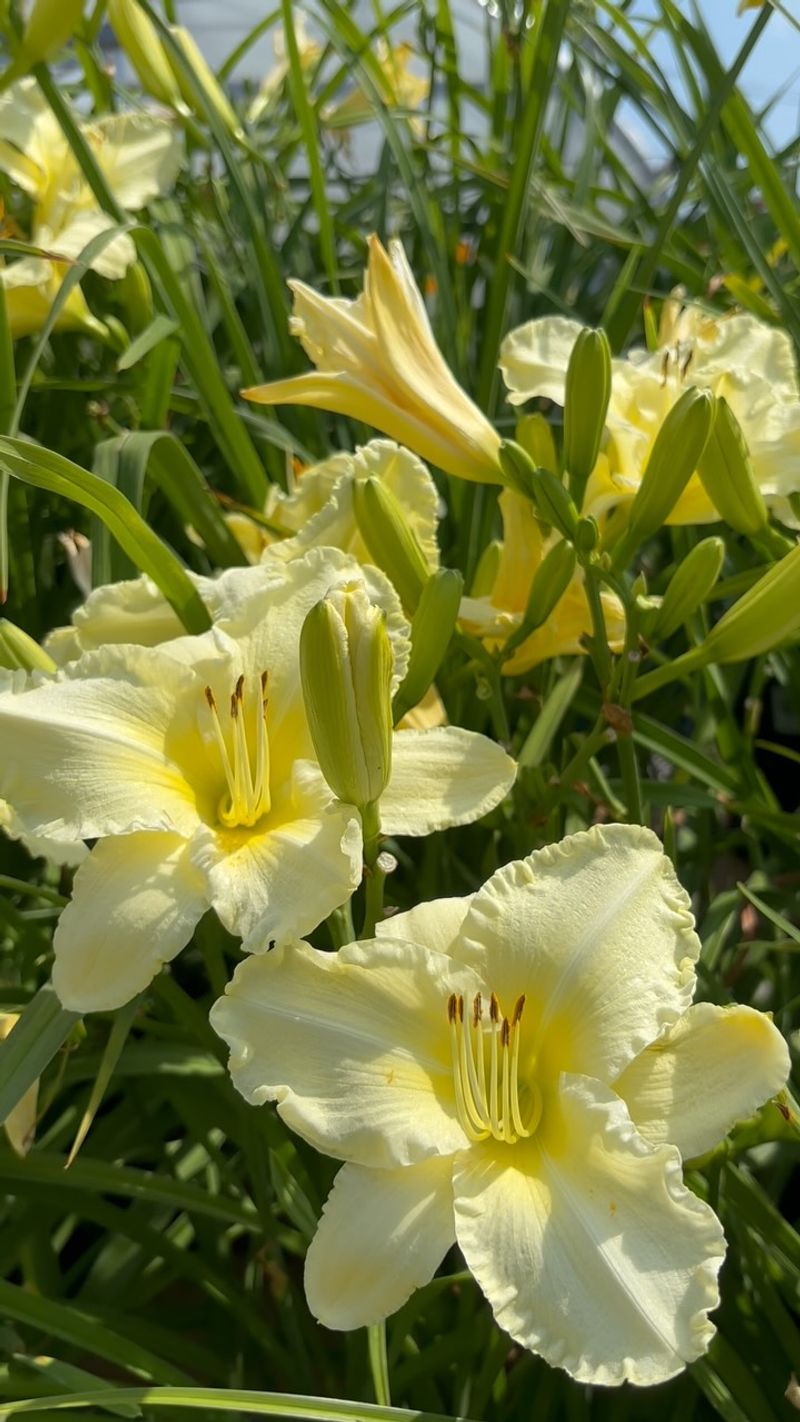Daylilies Are Ready To Split Daylilies Are Ready To Split