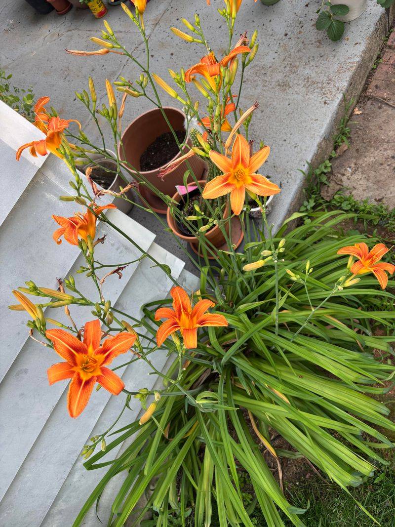 Daylilies Fill Skinny Beds Without Heavy Maintenance