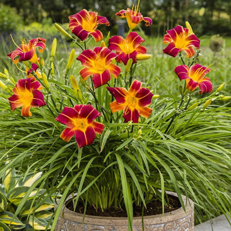 Daylilies Handle Division Better As Summer Heat Eases Daylilies Handle Division Better As Summer Heat Eases