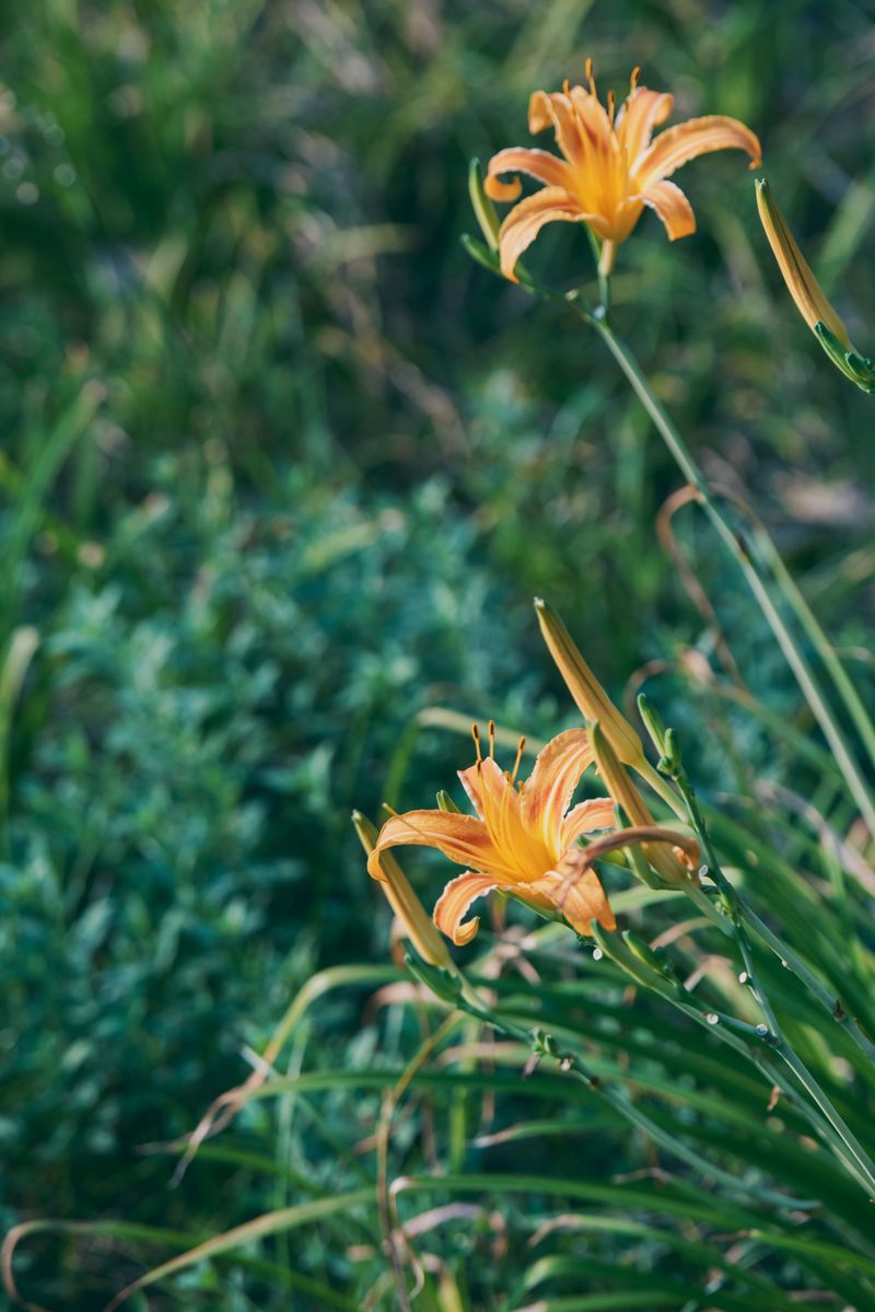 Daylilies Need Foliage Removed Early