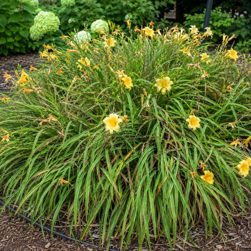 Daylilies Split Best After Blooms Fade