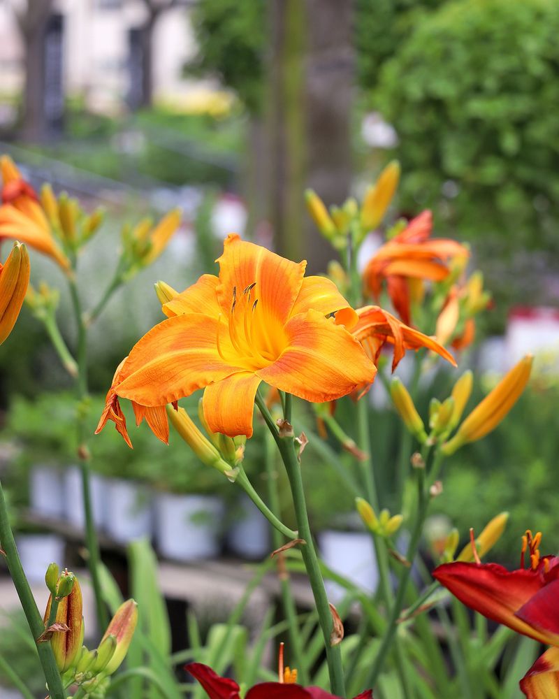 Daylilies Stand Up To Salty Roadside Conditions Daylilies Stand Up To Salty Roadside Conditions