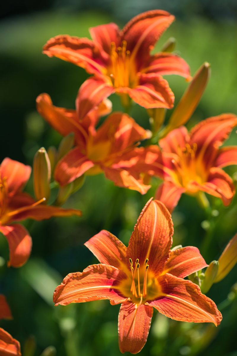 Daylilies Survive Harsh Wyoming Winters Daylilies Survive Harsh Wyoming Winters