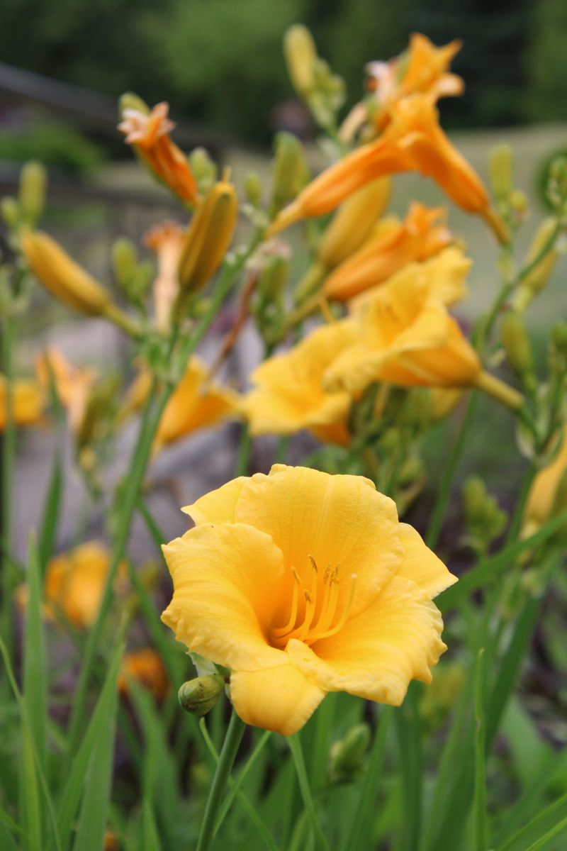 Daylily Daylily