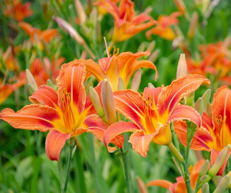 Daylily Clumps Can Be Split Once Their Main Flower Show Is Over