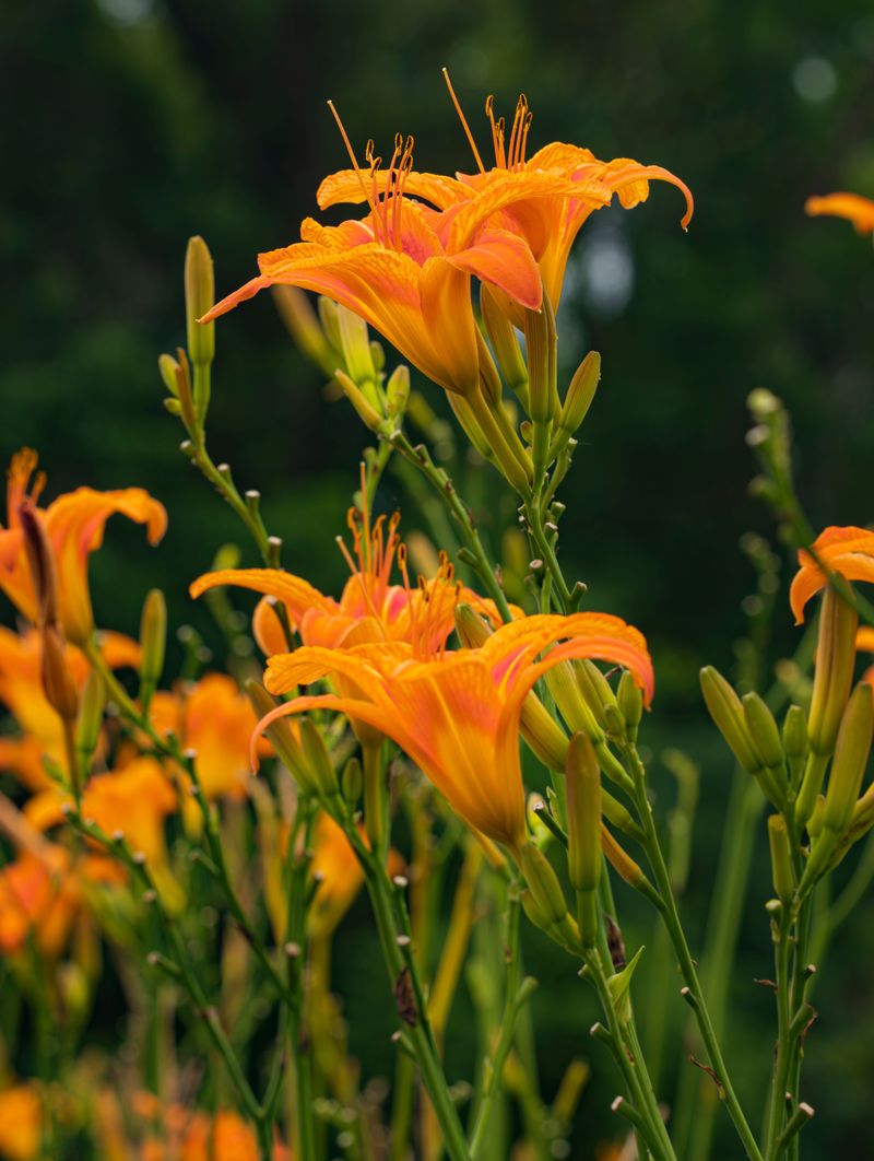 Daylily Daylily