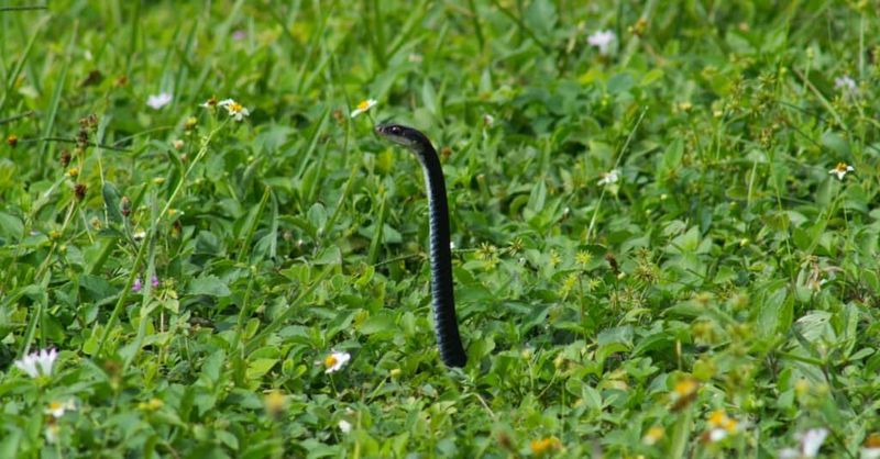 Daytime Activity Makes These Snakes Easier To Notice Daytime Activity Makes These Snakes Easier To Notice