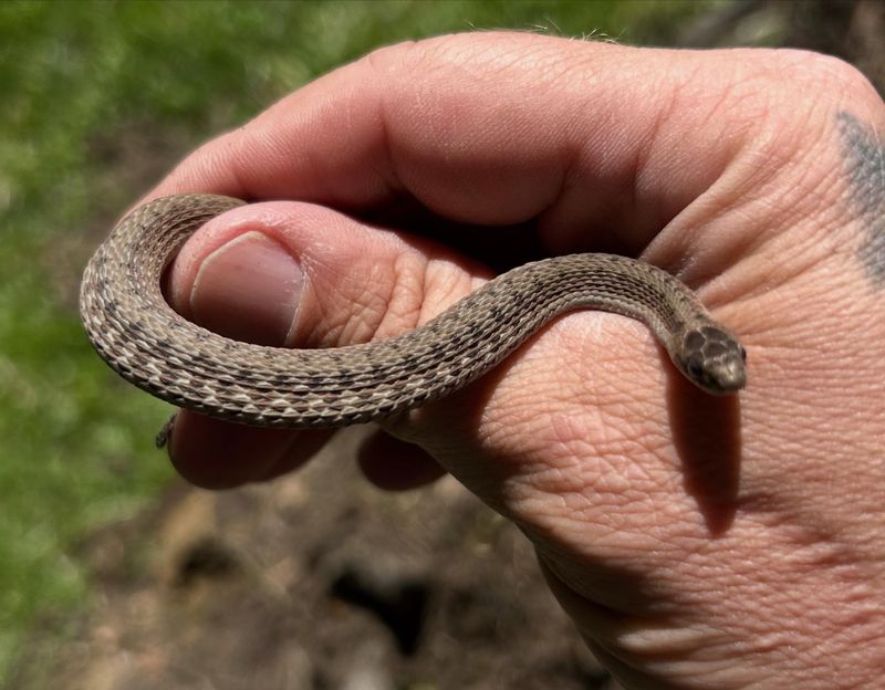 DeKay's Brownsnake