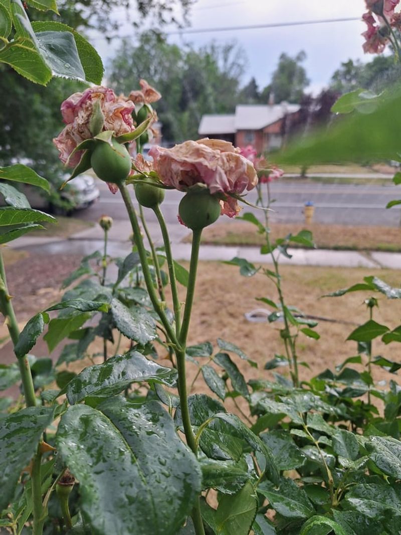 Deadhead Flowers You Want Blooming A Little Longer