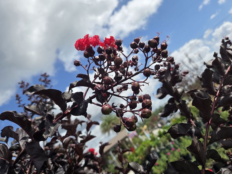 Deadhead Only When the Cultivar Can Respond Deadhead Only When the Cultivar Can Respond