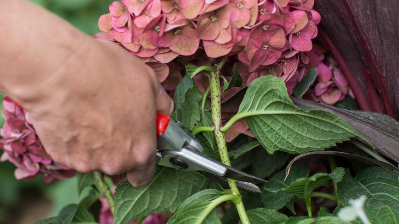 Deadhead Without Cutting Deep Into The Plant Deadhead Without Cutting Deep Into The Plant