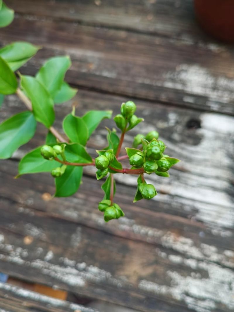 Deadheading Before Seed Pods Take Over