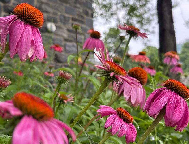 Deadheading Before Seeds Steal More Energy