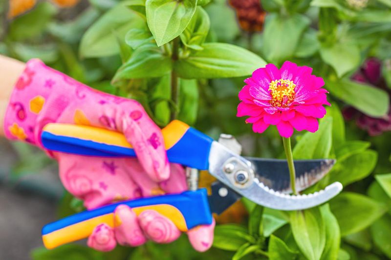 Deadheading Brings More Blooms Deadheading Brings More Blooms