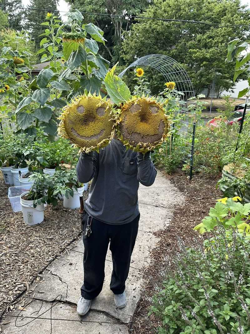 Deadheading Everything Can Remove Food For Birds