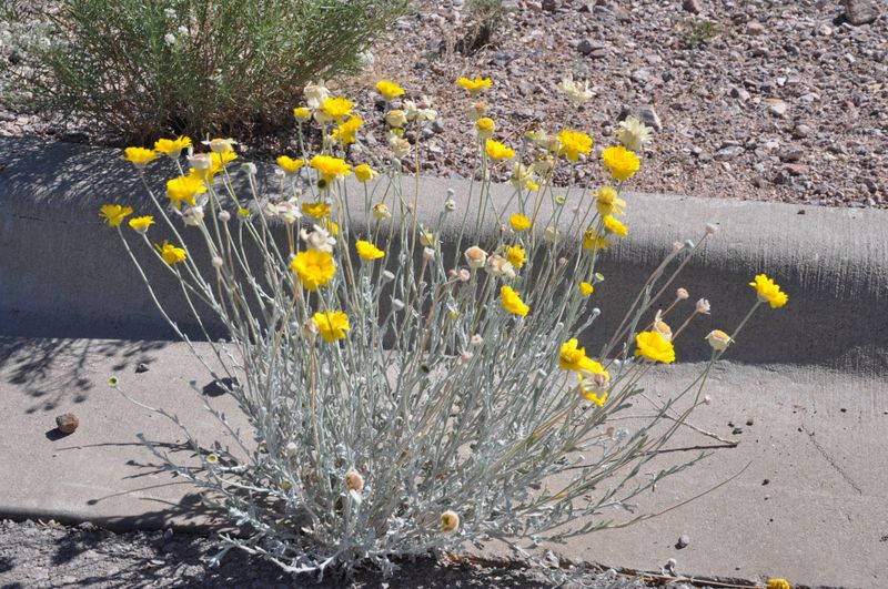Deadheading Is The Simple Trick Behind This Fall Show