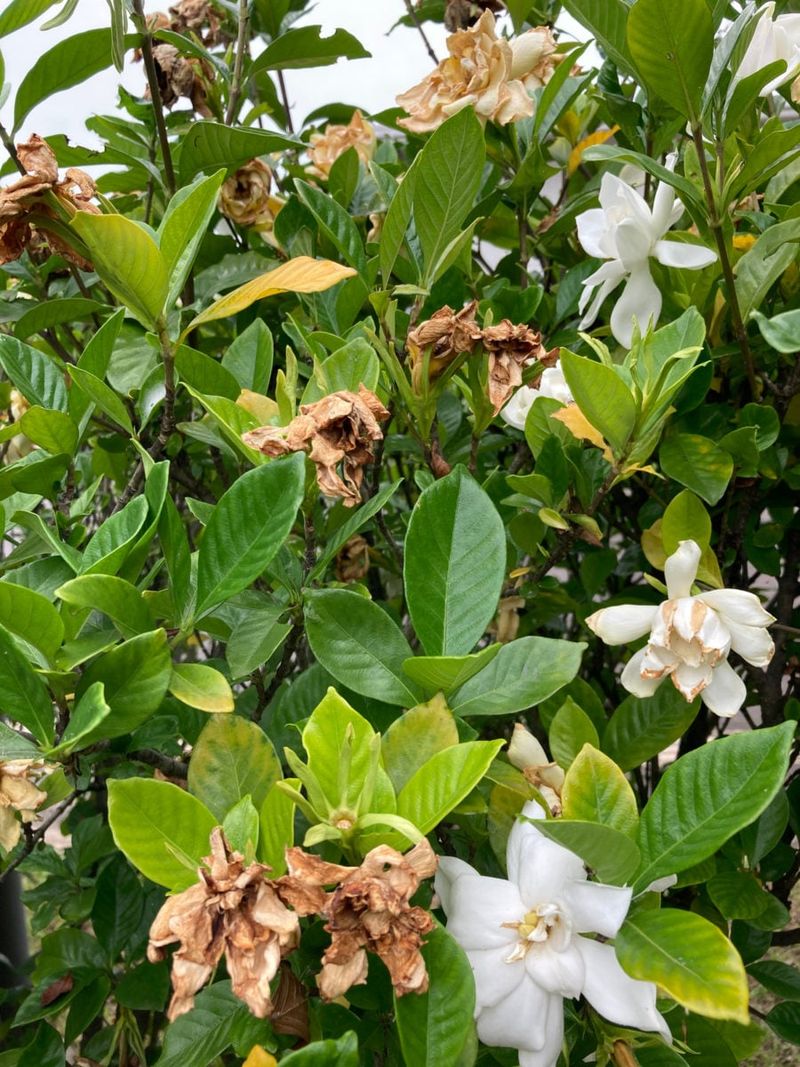 Deadheading Spent Blooms To Keep Plants Tidy