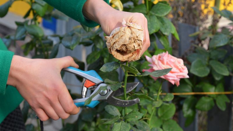 Deadheading Spent Roses Before August Ends