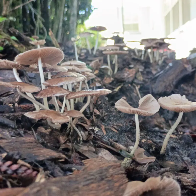 Decaying Wood Below The Grass Is The Actual Food Source