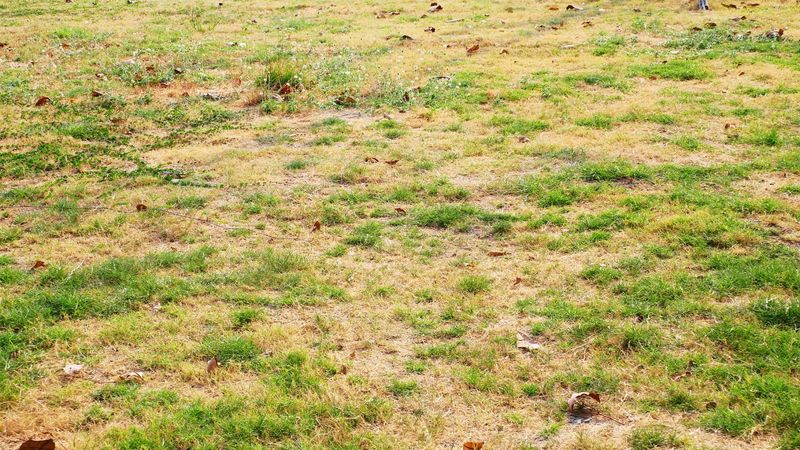 Decide Whether To Water Or Allow Dormancy Decide Whether To Water Or Allow Dormancy