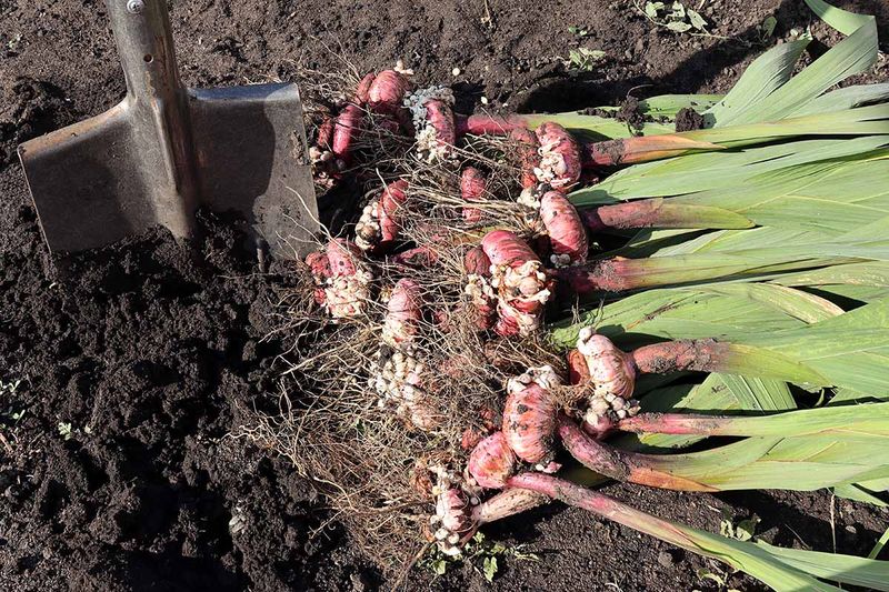 Decide Whether Your Corms Need To Come Up Decide Whether Your Corms Need To Come Up
