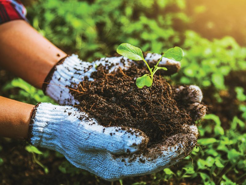 Decomposition Helps Return Nutrients To The Soil Decomposition Helps Return Nutrients To The Soil