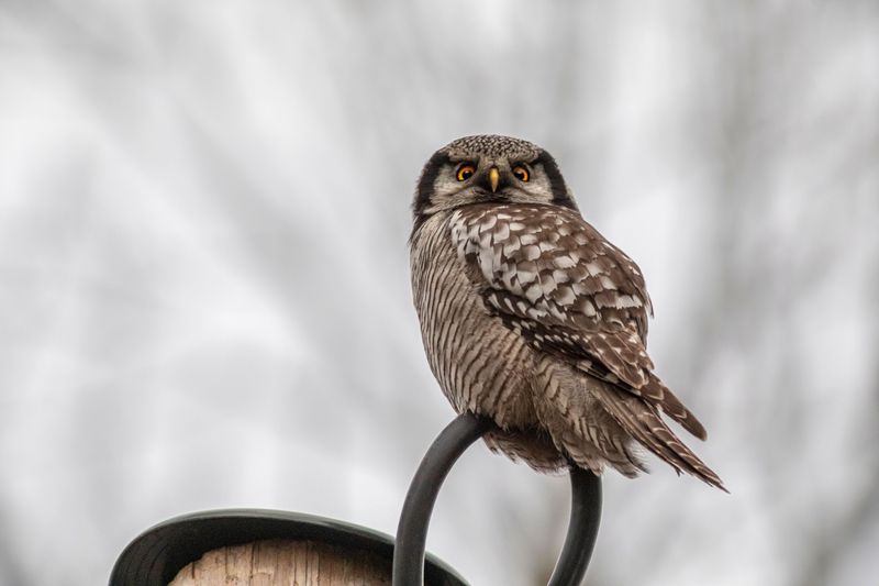 Decoy Owl Or Hawk Statue Nearby