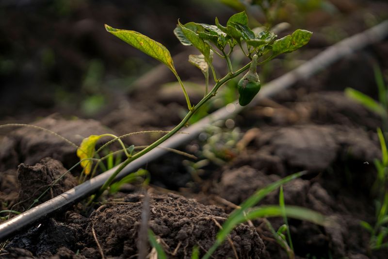 Deep Infrequent Watering Is The Real Root Boosting Trick
