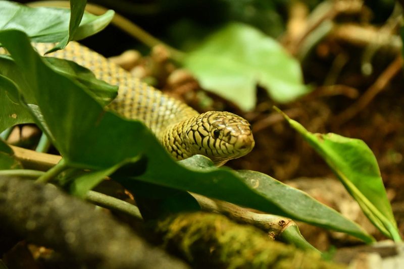 Deep Leaf Litter Can Hide A Snake In Plain Sight