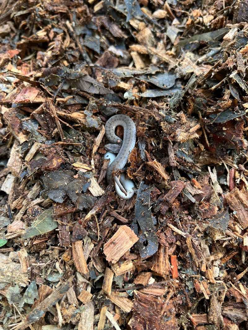 Deep Mulch Gives Small Snakes Room To Vanish