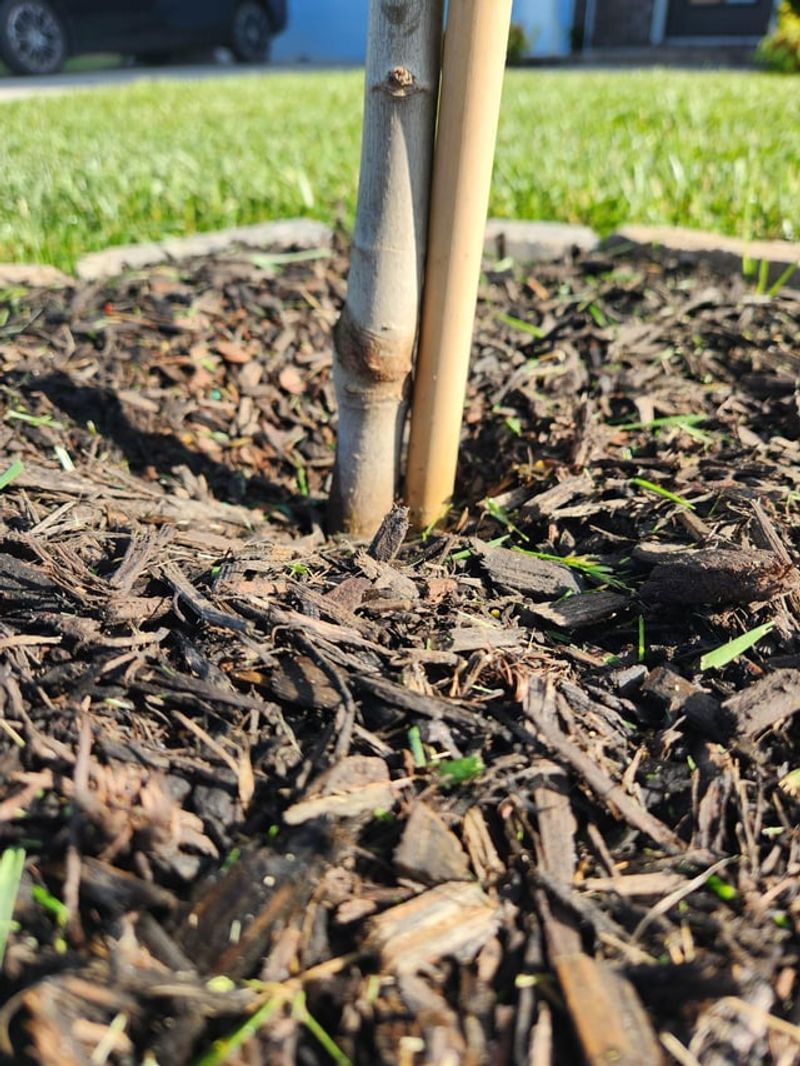 Deep Mulch Keeps The Ground Cool And Protected Deep Mulch Keeps The Ground Cool And Protected