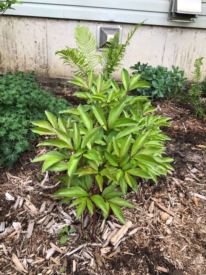 Deep Planting Can Mean Leaves Without Flowers