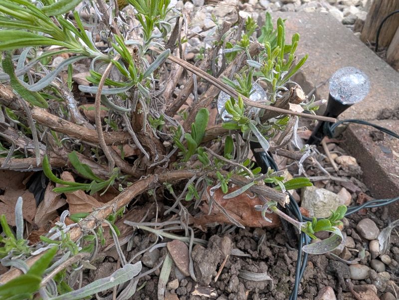Deep Pruning Can Leave Bare Wood Behind Deep Pruning Can Leave Bare Wood Behind
